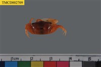 藏品(北方丑招潮蟹)的圖片